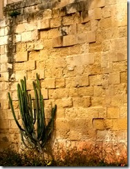 Malta-City-Wall-cactus